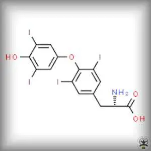 Levothyroxine (T4)