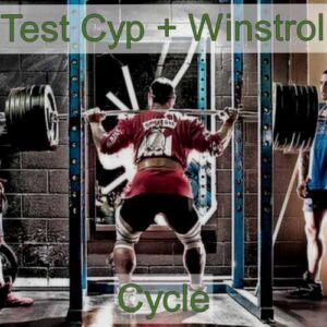 Test Cyp And Winny Cycle